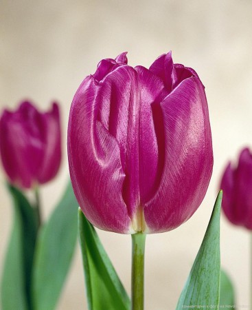 НЕТУ! Purple flag